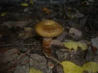 Cortinarius trivialis image