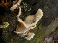 Merulius tremellosus image