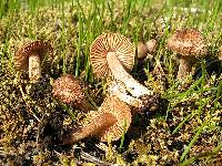 Inocybe nitidiuscula image