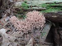 Ramaria curta image