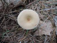 Clitocybe squamulosa image