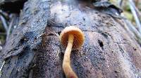 Psilocybe pelliculosa image