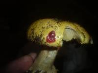 Cortinarius cedretorum image