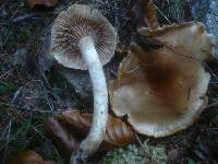 Cortinarius papulosus image