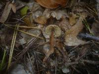 Inocybe petiginosa image