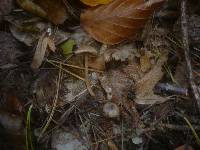 Inocybe petiginosa image