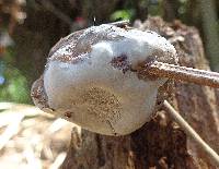 Ganoderma weberianum image