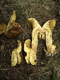 Suillus ponderosus image