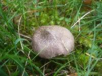 Entoloma jubatum image