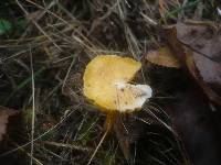 Hygrocybe psittacina var. perplexa image