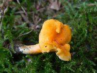 Cantharellus friesii image