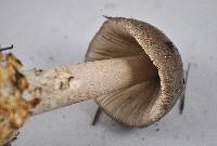 Amanita constricta image