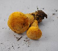 Gymnopilus ventricosus image