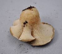 Polyporus tuberaster image