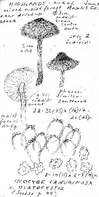 Inocybe ovatocystis image