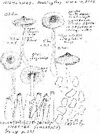 Inocybe acuta image