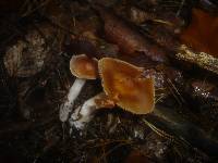 Cortinarius armeniacus image