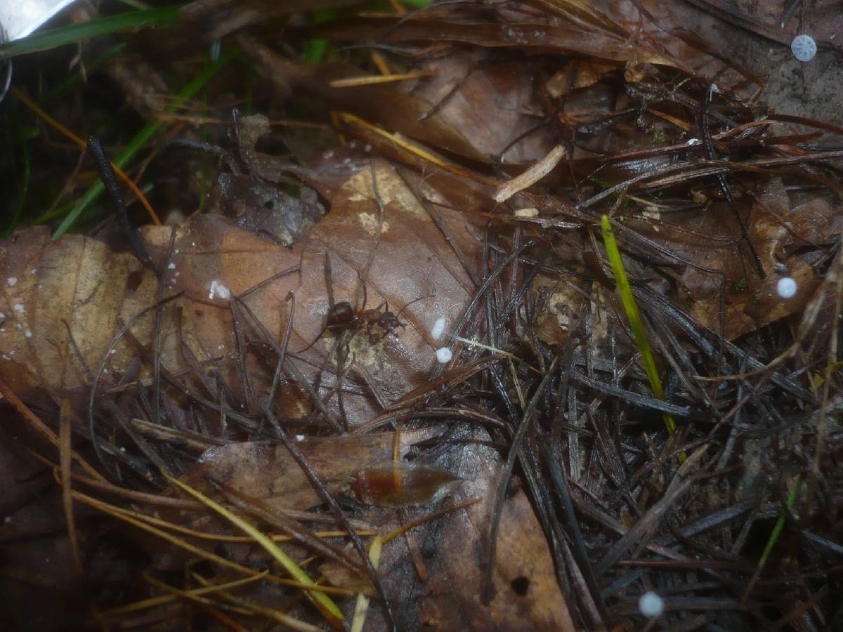 Marasmius setosus image