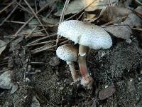 Lepiota lilacea image