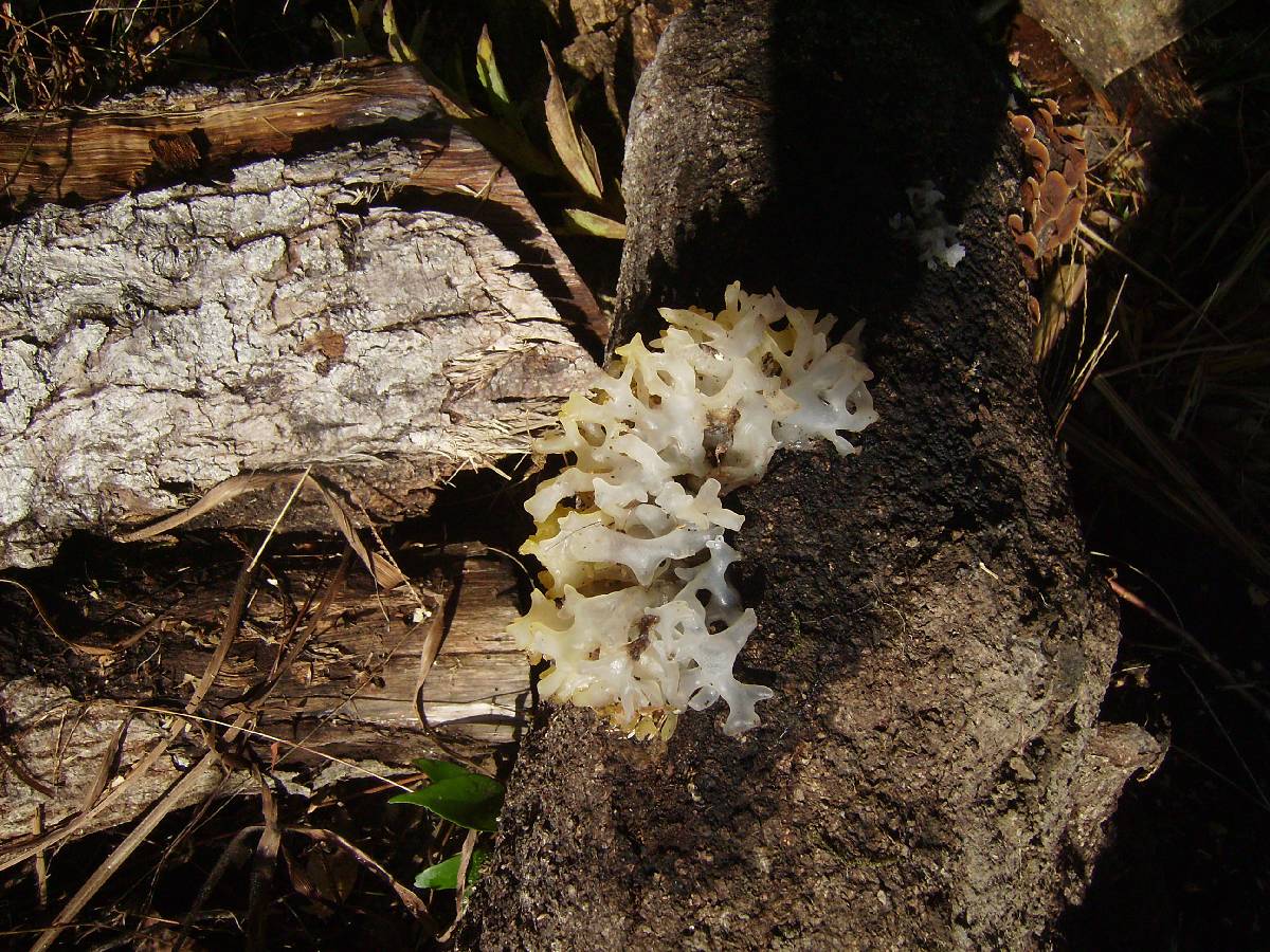 Tremella iduensis image