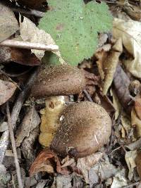 Armillaria sinapina image