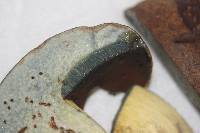 Boletus vermiculosoides image