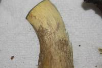 Boletus vermiculosoides image