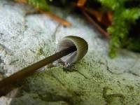 Mycena arcangeliana image