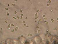 Mycena filopes image