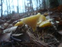 Hygrophorus lucorum image