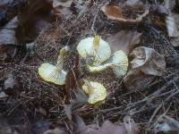 Hygrophorus lucorum image