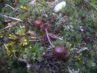 Psilocybe montana image