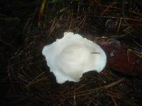 Clitocybe albofragrans image