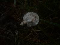 Clitocybe albofragrans image