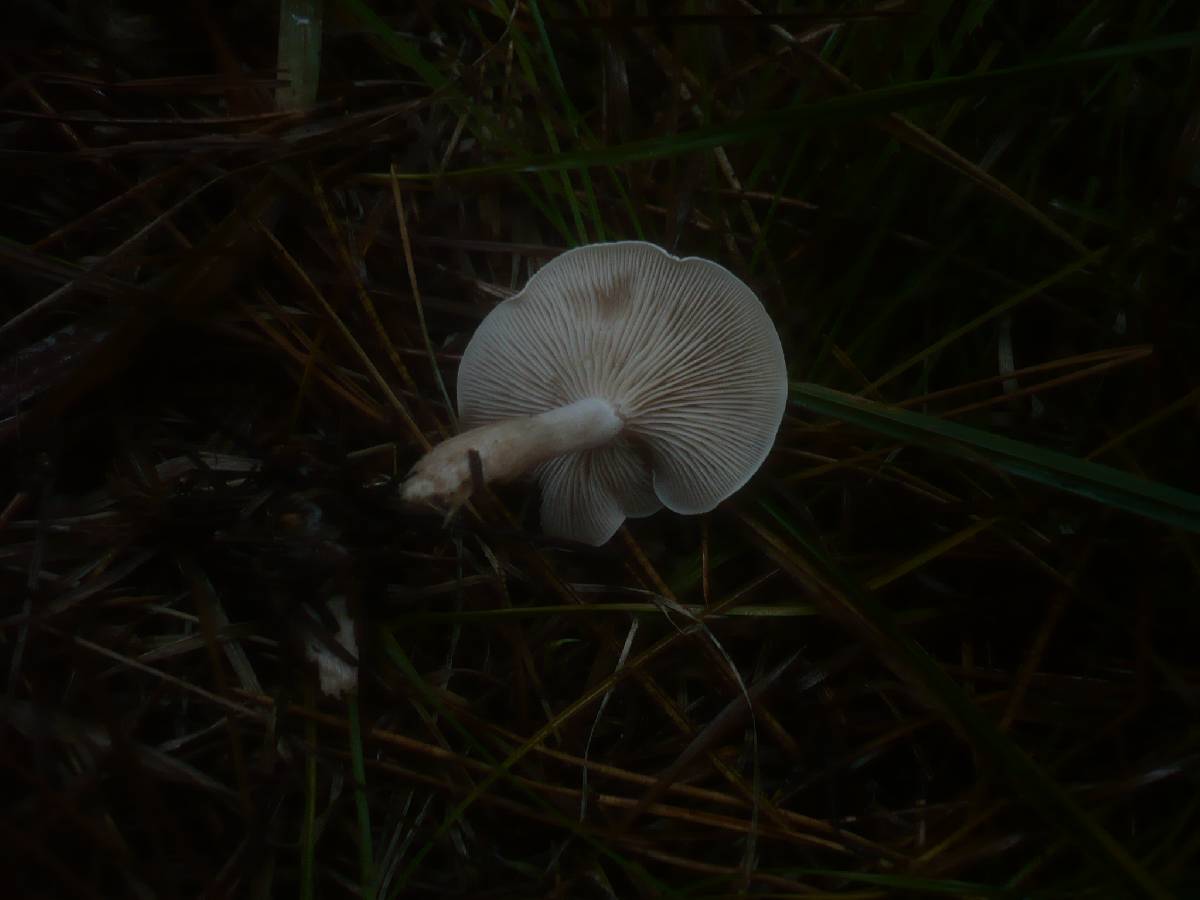 Clitocybe albofragrans image