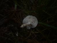 Clitocybe albofragrans image