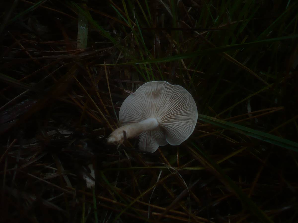 Clitocybe albofragrans image