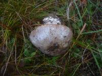 Cortinarius caesiocanescens image