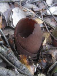 Otidea bufonia image