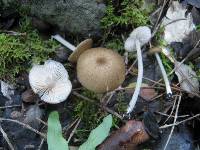 Entoloma mediterraneense image