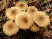 Pholiota terrestris image