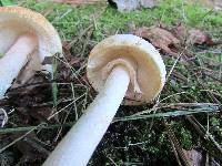 Amanita roseitincta image