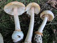 Amanita roseitincta image