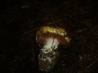 Cortinarius elegantissimus image