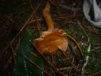 Cortinarius limonius image