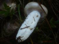 Hygrophorus latitabundus image