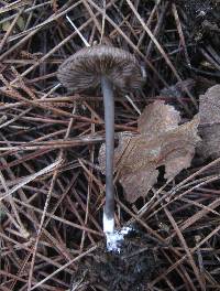 Entoloma caesiocinctum image