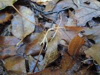 Macrotyphula juncea image
