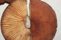 Lactarius volemus image