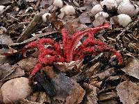 Clathrus archeri image